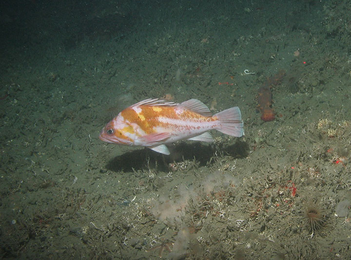 orange and white fish with spiny fins